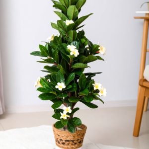 6 Ft Frangipani Tree With Real Touch Leaves (Cream) H-180CM
