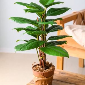 3 Ft Green Rubber Coir Plant With 18 Real Touch Leaves H-90CM