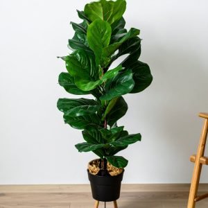 40" 2 x 1 Fiddle Leaf Fig Plant With 40 Leaves H-100CM