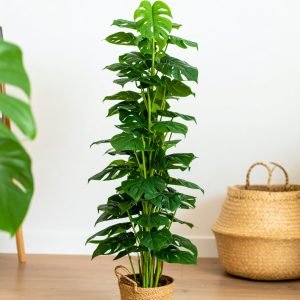 5 Ft Split Philo Coir Plant With 60 Real Touch Leaves H-150CM