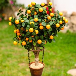 75CM Mini Orange Fruit Plant with 261 Leaves (H-90CM)