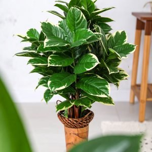 3 Ft 5 X 1 Plant With 125 Natural Touch Leaves (White Border) H -90CM