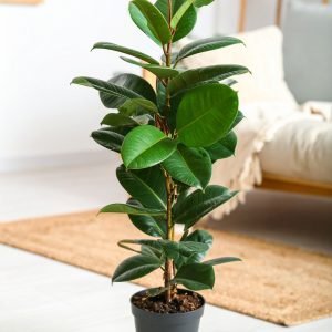 40" 2 x 1 Green Rubber Plant With 40 Leaves H-100CM