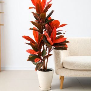 5 Ft Red Dracaena Plant With Real Touch Leaves H-150CM