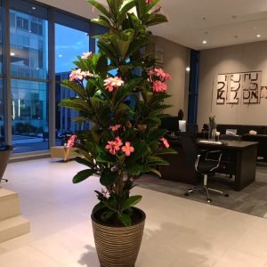6 Ft Frangipani Tree With Real Touch Leaves (Pink) H-180CM