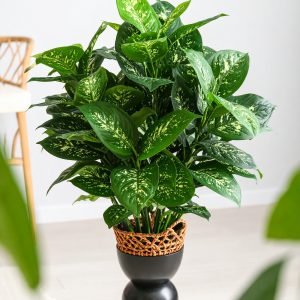 3 Ft 5 X 1 Plant With 125 Natural Touch Leaves (Diffen Leaves) H -90CM
