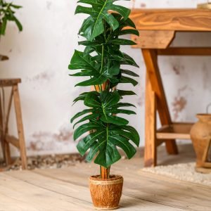 5 Ft Monstera Coir Plant With 60 Real Touch Leaves H-150CM