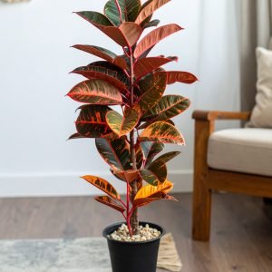 40" 2 x 1 Red Rubber Plant With 40 Leaves H-100CM