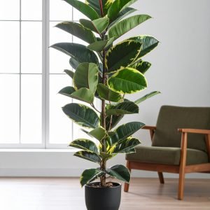 40" 2 x 1 Shaded Rubber Plant With 40 Leaves H- 100CM
