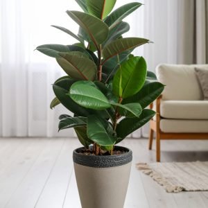 32" 2 x 1 Green Rubber Plant With 31 Leaves H-80CM