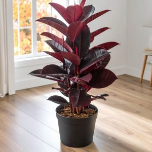 32" 2 x 1 Red Rubber Plant With 31 Leaves H-80CM