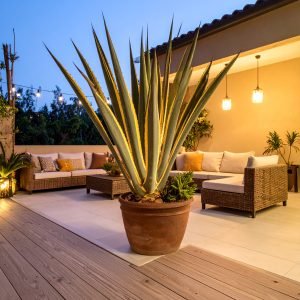 110 CM MEDIUM YELLOW AGAVE LOPHANTHA WITH 19 LEAVES.