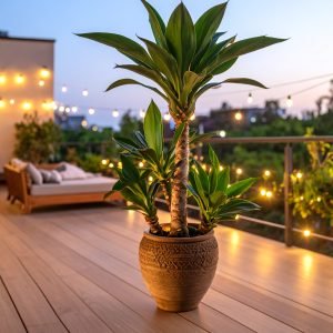 65 CM 3 X 1 GREEN FOXTAIL AGAVE PLANT WITH 30 LEAVES.