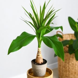 42" Dracaena Plant With Bottle Trunk (Green + White) H-105CM