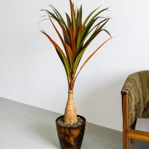 42" Dracaena Plant With Bottle Trunk (Green + Orange) H-105CM