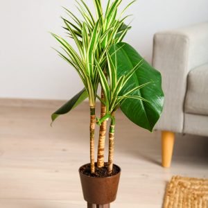5 Ft 3 X 1 Dracaena Plant With Fibre Trunk (Green + White) H-150CM
