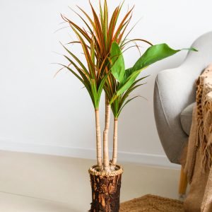 5 Ft 3 X 1 Dracaena Plant With Fibre Trunk (Green + Orange) H-150CM