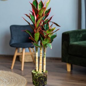 5 Ft 3 X 1 Dracaena Plant With Fibre Trunk (Green + Red) H-150CM
