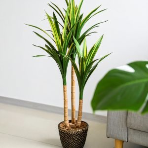 5 Ft 3 X 1 Dracaena Plant With Fibre Trunk (Green + Yellow) H-150CM