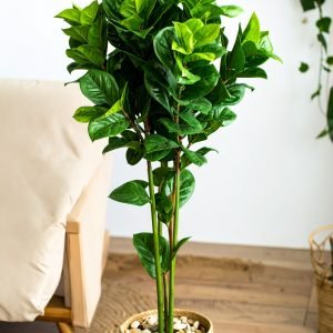 5 Ft 3 X 1 Split Philo Leaves Plant With 264 Leaves