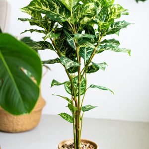 5 Ft 3 X 1 Zebra Leaves Plant With 264 Leaves