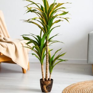75" 3 X 1 Dracaena Plant with Fibre Trunk (Green + Yellow) H-188CM