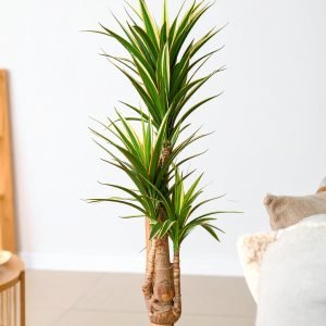 75" 3 X 1 Dracaena Plant with Fibre Trunk (Green + White) H-188CM