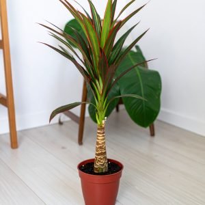 42" Dracaena Plant With Bottle Trunk (Green + Red) H-105CM