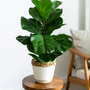 32" 2 x 1 Fiddle Leaf Fig Plant With 31 Leaves H-80CM