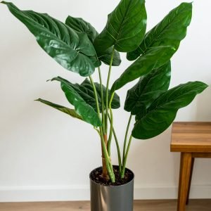44" 3 x 1 Jumbo Real Touch Betel Leaves Plant H-110CM