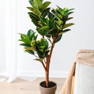 66" 3 X 1 Shaded Rubber Plant With 93 Leaves. (Fiber Trunk) H-165CM