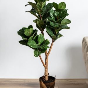 66" 3 X 1 Green Rubber Plant With 93 Leaves. (Fiber Trunk) H-165CM