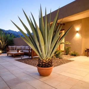 110 CM MEDIUM GREEN AGAVE LOPHANTHA WITH 19 LEAVES.