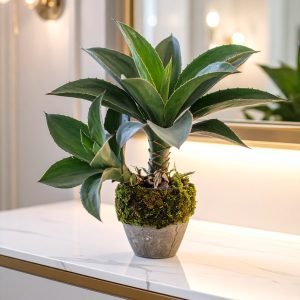 45 CM 2 X 1 GREEN FOXTAIL AGAVE PLANT WITH 20 LEAVES.