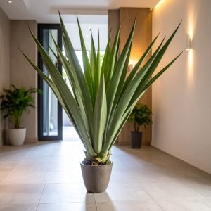 120 CM BIG GREEN AGAVE LOPHANTHA WITH 21 LEAVES.