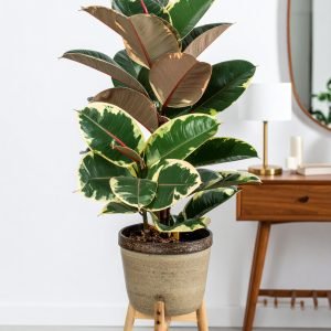 32" 2 X 1 Shaded Rubber Plant With 31 Leaves H-80CM