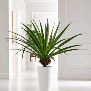 90 CM GREEN SLIM SCREWPINE PLANT WITH 28 LEAVES.