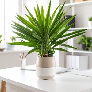 45 CM YUCCA GLORIOSA PLANT WITH 49 LEAVES.