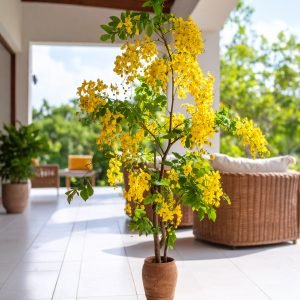 5 FT CASSIA LEPTOPHYLLA TREE WITH YELLOW FLOWERS.