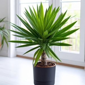 90 CM YUCCA GLORIOSA PLANT WITH 66 LEAVES.