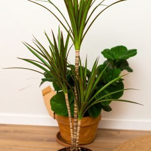 40" 3 X 1 GREEN YUCCA PLANT