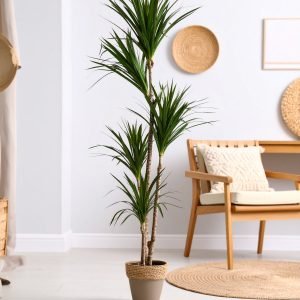 65" 5 X 1 Green Yucca Plant H-165CM