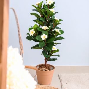 5 Ft Frangipani Tree With Real Touch Leaves (Cream) H-150CM