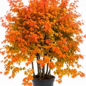 9 Ft Jumbo Orange Maple Tree With Fiber Trunk