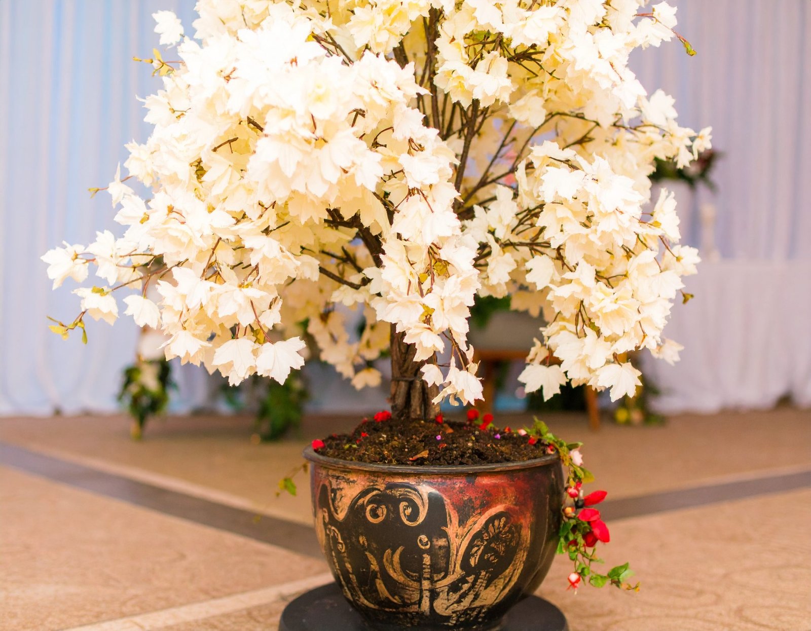 Snake Plant Black Coral Hourglass