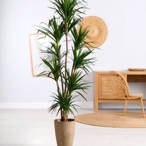 72" 9 X 1 Green Yucca Plant H-180CM